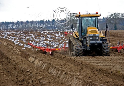 Gulls and Tractor DM1247